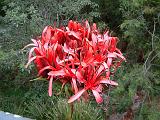 Gymea lily Doryanthes excelsa